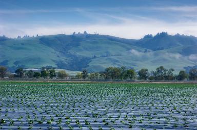 Watsonville California billboards