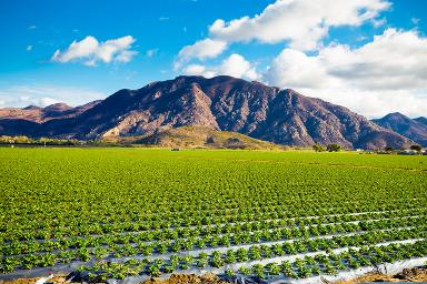 Camarillo California local advertising