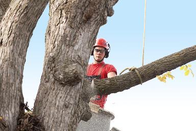 Tree Removal